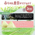 “不含咖啡因”1 杯 Taiyo-san Baby Bancha 茶包連繩 2.5g x 65 入